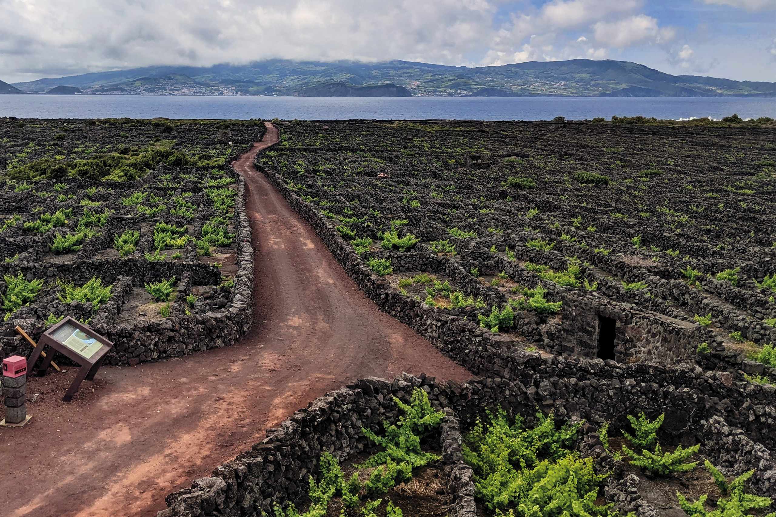 Paisagem Protegida da Cultura da Vinha da Criação Velha